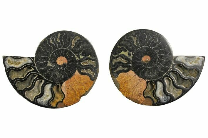 Cut/Polished Ammonite Fossil - Unusual Black Color #132606